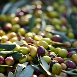 Florence olive oil tour