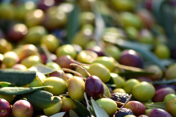 Florence olive oil tour