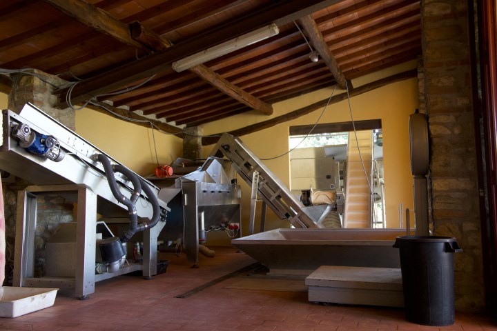 Florence olive oil tasting