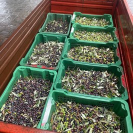 Florence olive oil tour