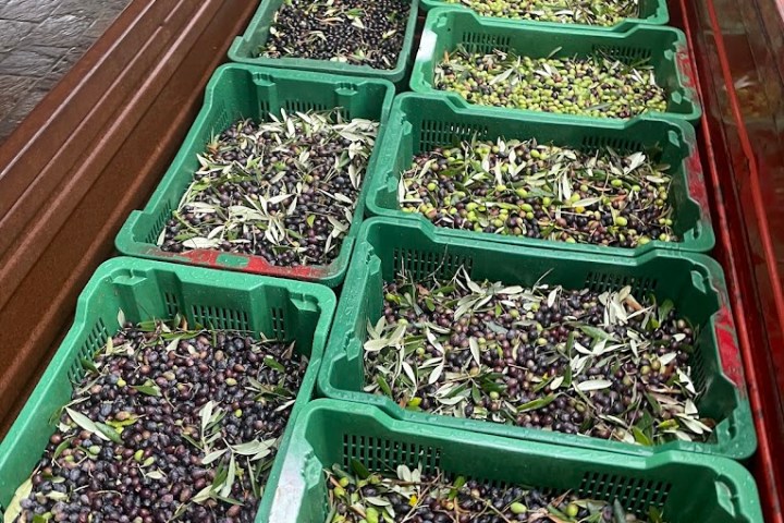 Florence olive oil tour