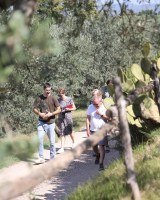 Florence olive oil tour