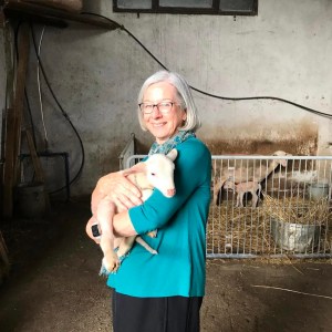 Siena Pecorino & Sheep Farm Experience