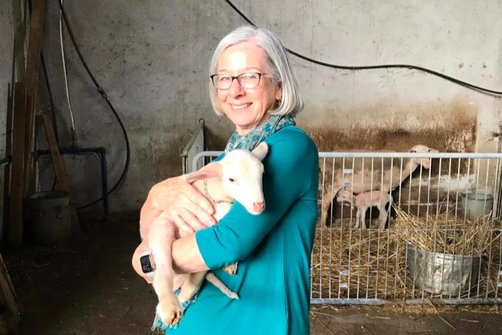 Siena Pecorino & Sheep Farm Experience