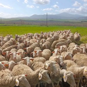 Siena Pecorino & Sheep Farm Experience