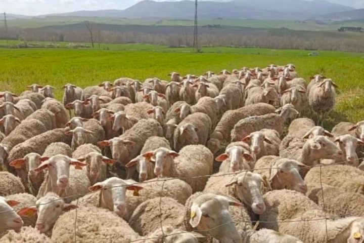 Siena Pecorino & Sheep Farm Experience