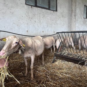 Siena Pecorino & Sheep Farm Experience