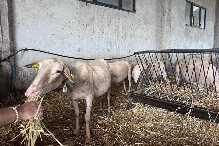 Siena Pecorino & Sheep Farm Experience