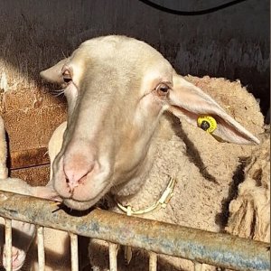 Siena Pecorino & Sheep Farm Experience