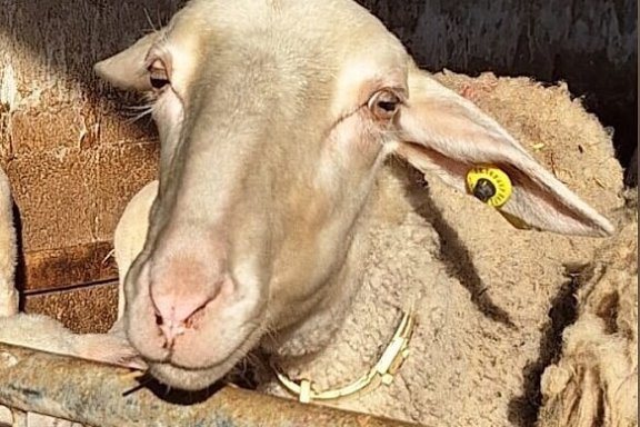 Siena Pecorino & Sheep Farm Experience