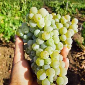 Sicily Winemaker Tour