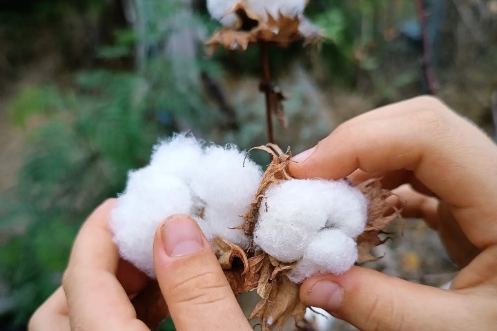 a hand holding a baby
