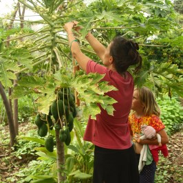 Vanilla farm tour in Tenerife