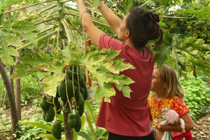 Vanilla farm tour in Tenerife