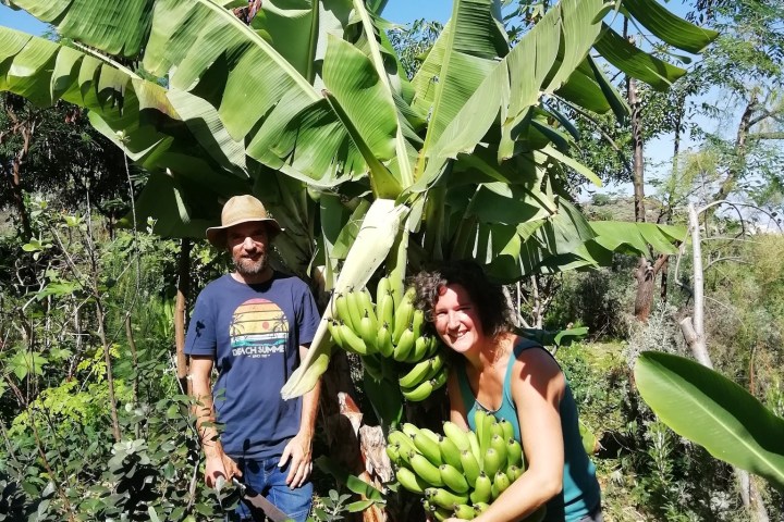 Vanilla farm tour in Tenerife