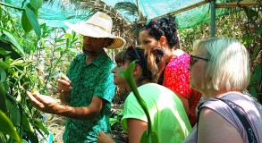 Vanilla farm tour in Tenerife