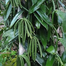 Vanilla farm tour in Tenerife