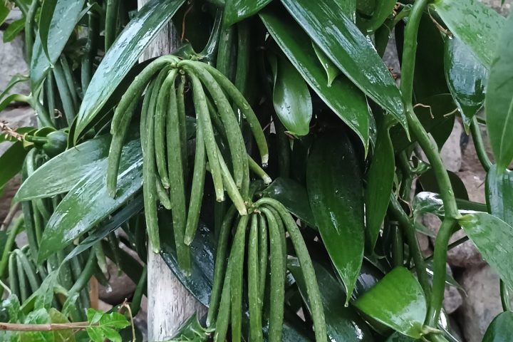 Vanilla farm tour in Tenerife
