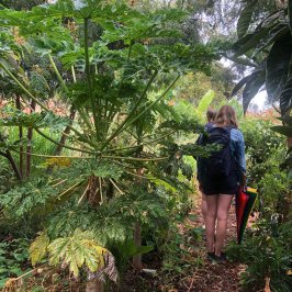 Vanilla farm tour in Tenerife