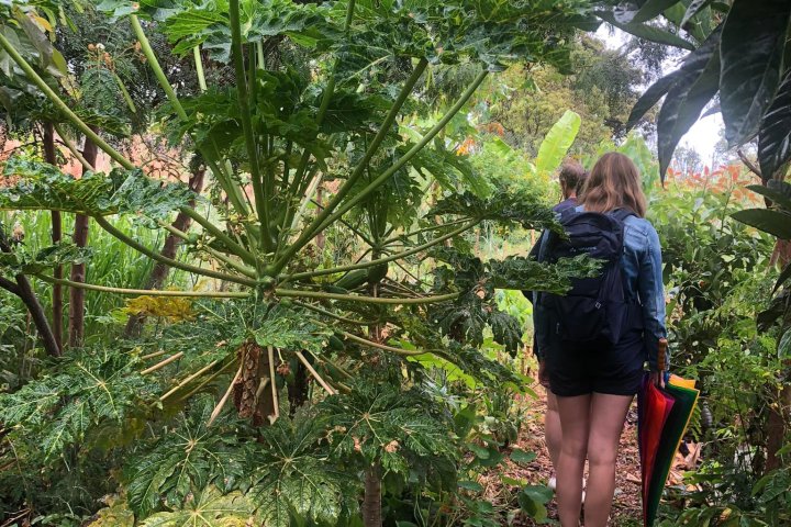 Vanilla farm tour in Tenerife