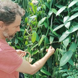 Vanilla farm tour in Tenerife