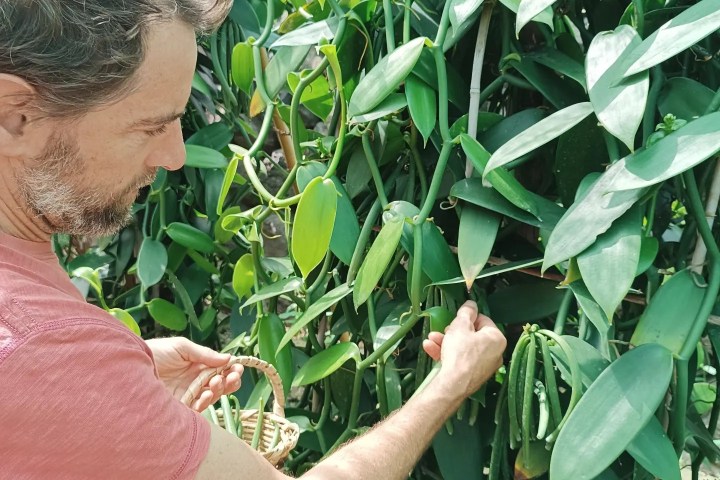 Vanilla farm tour in Tenerife