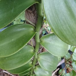 Vanilla farm tour in Tenerife