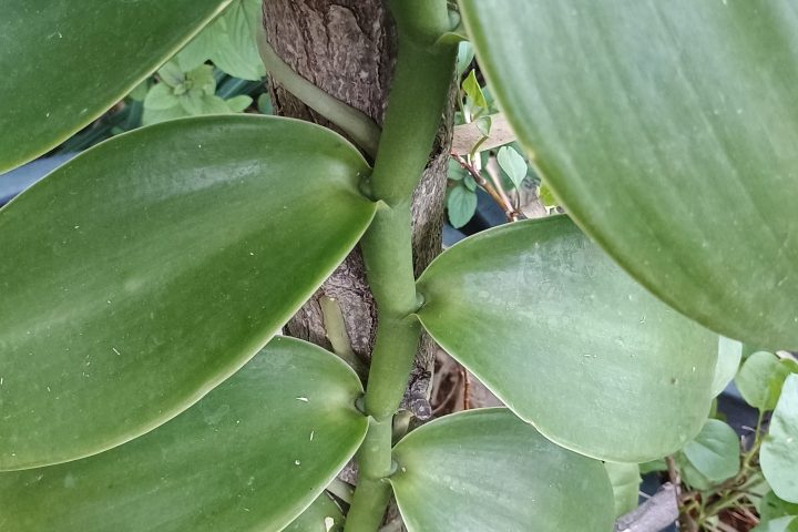 Vanilla farm tour in Tenerife
