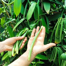 Vanilla farm tour in Tenerife