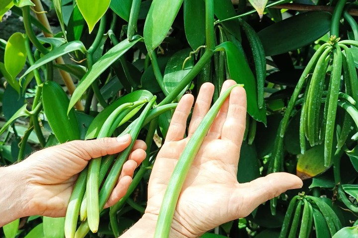 Vanilla farm tour in Tenerife