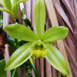 Vanilla farm tour in Tenerife