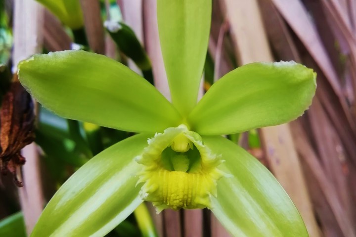 Vanilla farm tour in Tenerife