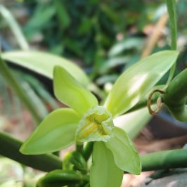 Vanilla farm tour in Tenerife