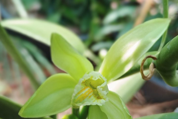 Vanilla farm tour in Tenerife