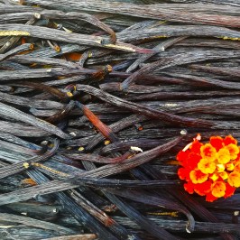 Vanilla farm tour in Tenerife