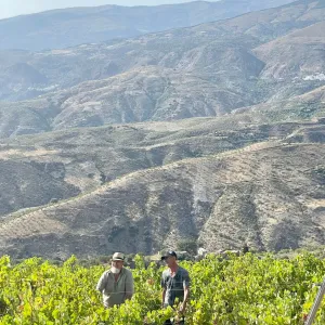 Granada wine and lunch tour