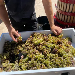 Granada wine and lunch tour