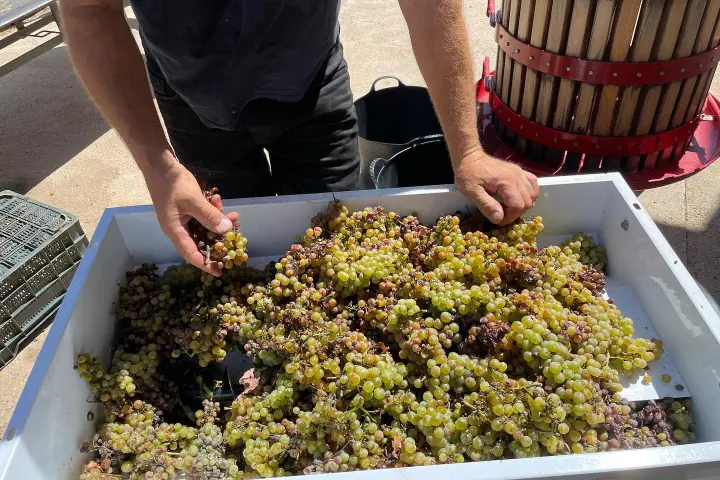 Granada wine and lunch tour