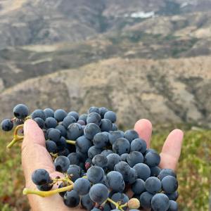 Granada wine and lunch tour