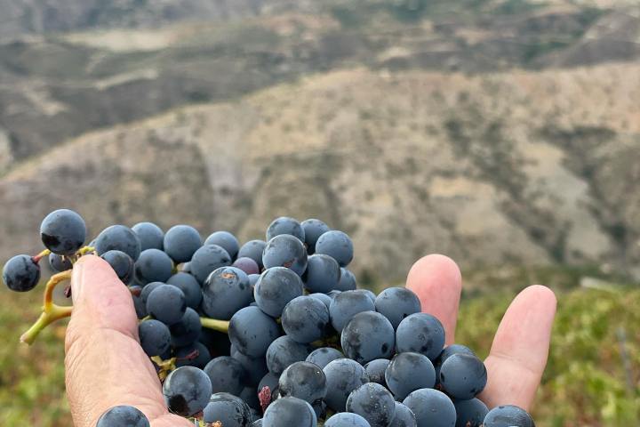 Granada wine and lunch tour