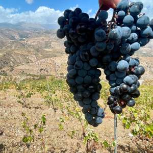 Granada wine and lunch tour