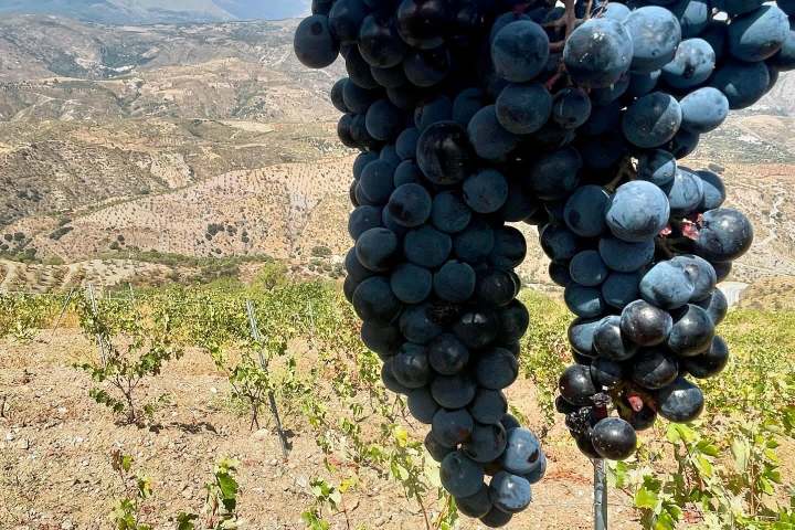 Granada wine and lunch tour