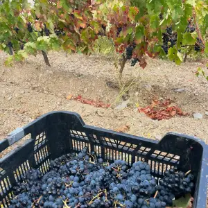 Granada wine and lunch tour