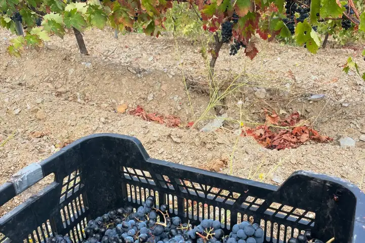 Granada wine and lunch tour