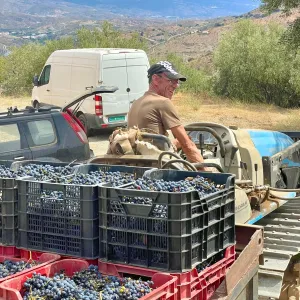 Granada wine and lunch tour