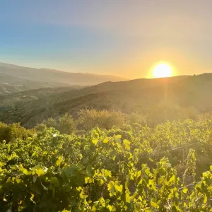 Granada wine and lunch tour