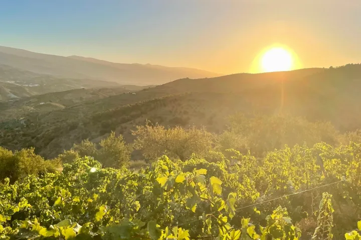 Granada wine and lunch tour