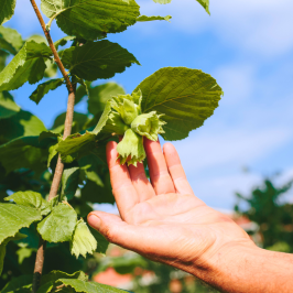Hazelnut Farm Tour