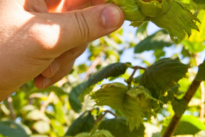 Hazelnut Farm Tour