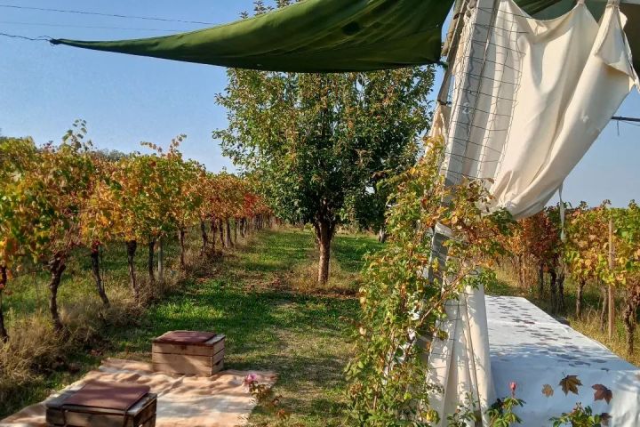 Merenda Sinoira Picnic & Wine Tasting